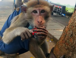 Coki, Monyet Pintar yang Mampu Menghasilkan Uang 300 Ribu dalam Satu Hari