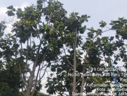 Warga Kapuk Keluhkan Pohon Sukun Berbahaya Yang Kerap Menjatuhkan Buah ke Jalan