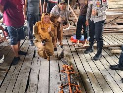 Sinergi Polri dan PPS Kalbar: Gerak Cepat Amankan Buaya yang Resahkan Masyarakat