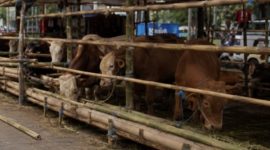 Pedagang hewan kurban dilarang berjualan di fasos dan fasum