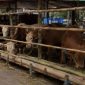 Pedagang hewan kurban dilarang berjualan di fasos dan fasum