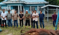 KSOP Pulang Pisau Sembelih 2 Sapi dan 3 Kambing pada Idul Adha 1447 H