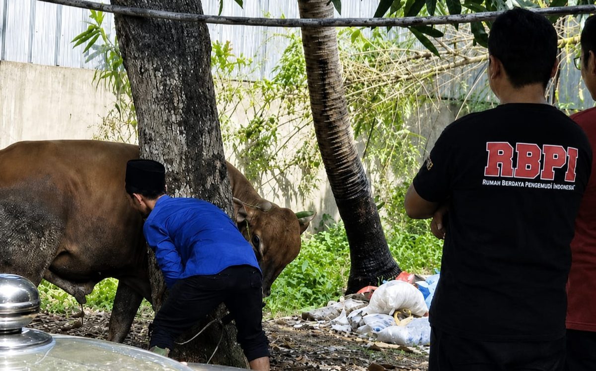 Foto istimewa proses penyembelihan hewan  kurban 