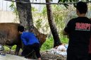 Foto istimewa proses penyembelihan hewan  kurban 