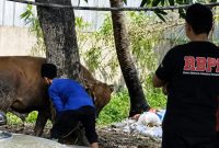 Foto istimewa proses penyembelihan hewan  kurban 