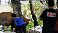 Foto istimewa proses penyembelihan hewan kurban