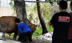 Semangat Kepedulian Idul Adha 1447 H/2026, RBPI bersama APPN Sembelih 1 Ekor Sapi dan 3 Ekor Kambing