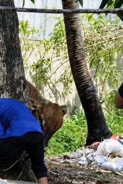Semangat Kepedulian Idul Adha 1447 H/2026, RBPI bersama APPN Sembelih 1 Ekor Sapi dan 3 Ekor Kambing