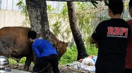 Foto istimewa proses penyembelihan hewan  kurban 