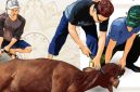 Ilustrasi penyembelihan hewan kurban (Foto.Istw)