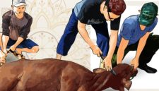 Ilustrasi penyembelihan hewan kurban (Foto.Istw)