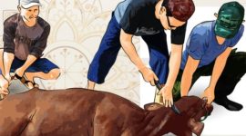 Ilustrasi penyembelihan hewan kurban (Foto.Istw)