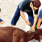 Ilustrasi penyembelihan hewan kurban (Foto.Istw)