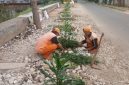 Foto Istimewa PPSU kembangan Utara membuat lahan hijau dengan menanam tanaman hias