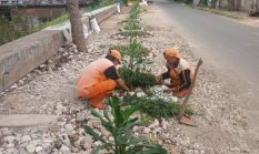 Cegah PKL kembali, PPSU Kembangan Utara Tata Bantaran Kali Cengkareng Drain dengan Menanam Tanaman Hias