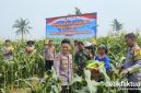 Polsek Teluknaga kembali menunjukkan dukungannya terhadap program ketahanan pangan nasional melalui kegiatan panen jagung