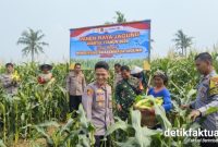 Polsek Teluknaga kembali menunjukkan dukungannya terhadap program ketahanan pangan nasional melalui kegiatan panen jagung