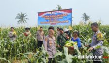 Polsek Teluknaga kembali menunjukkan dukungannya terhadap program ketahanan pangan nasional melalui kegiatan panen jagung