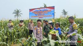 Polsek Teluknaga kembali menunjukkan dukungannya terhadap program ketahanan pangan nasional melalui kegiatan panen jagung
