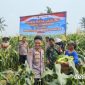 Polsek Teluknaga kembali menunjukkan dukungannya terhadap program ketahanan pangan nasional melalui kegiatan panen jagung