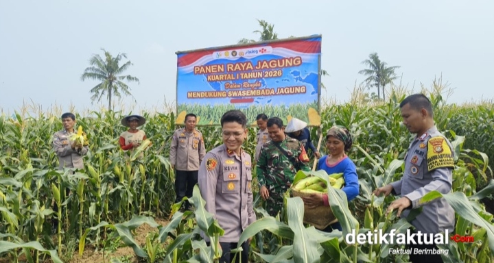 Polsek Teluknaga kembali menunjukkan dukungannya terhadap program ketahanan pangan nasional melalui kegiatan panen jagung