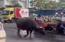 Gambar tangkapan layar seekor Kerbau berkeliaran 