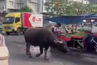 Gambar tangkapan layar seekor Kerbau berkeliaran 