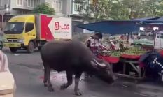 Viral Kerbau ‘Malak’ Pedagang Buah di Palem Cengkareng