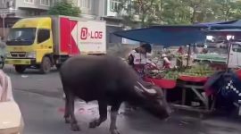 Gambar tangkapan layar seekor Kerbau berkeliaran 