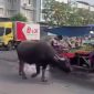 Gambar tangkapan layar seekor Kerbau berkeliaran 