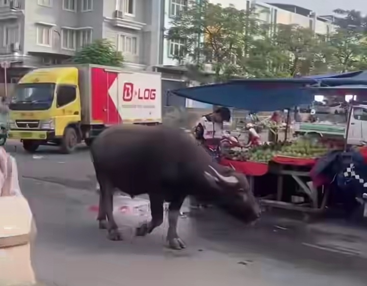 Gambar tangkapan layar seekor Kerbau berkeliaran 