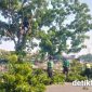 Kolaborasi Kelurahan Kapuk dan Sudis Tamhut Jakarta Barat Lakukan Penopingan, Pengerukan Sedimen Kali Cengkareng Drain oleh SDA Segera Dimulai