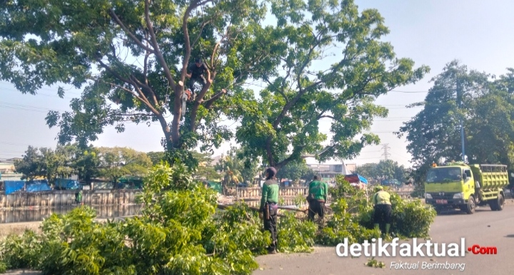 Kolaborasi Kelurahan Kapuk dan Sudis Tamhut Jakarta Barat Lakukan Penopingan, Pengerukan Sedimen Kali Cengkareng Drain oleh SDA Segera Dimulai