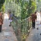 Camat Kalanganyar Apip bersama unsur Kecamatan Kalanganyar meninjau langsung kondisi jembatan gantung Desa Cilangkap, Kabupaten Lebak, Jumat (28/8/2026).