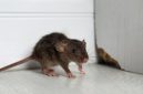 Foto Ilustrasi Tikus Keracunan 