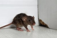 Foto Ilustrasi Tikus Keracunan 