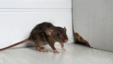Foto Ilustrasi Tikus Keracunan 