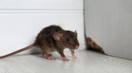 Foto Ilustrasi Tikus Keracunan 