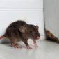 Foto Ilustrasi Tikus Keracunan 