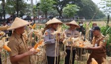 Polres Metro Tangerang Kota melaksanakan panen jagung hasil budidaya di lahan seluas 0,2 hektare di Kelurahan Batusari, Kecamatan Batuceper, Kota Tangerang, Senin (31/8/2026).