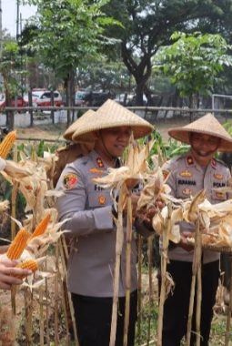Panen Jagung di Batuceper, Polres Metro Tangerang Kota Dukung Ketahanan Pangan Nasional