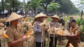 Polres Metro Tangerang Kota melaksanakan panen jagung hasil budidaya di lahan seluas 0,2 hektare di Kelurahan Batusari, Kecamatan Batuceper, Kota Tangerang, Senin (31/8/2026).